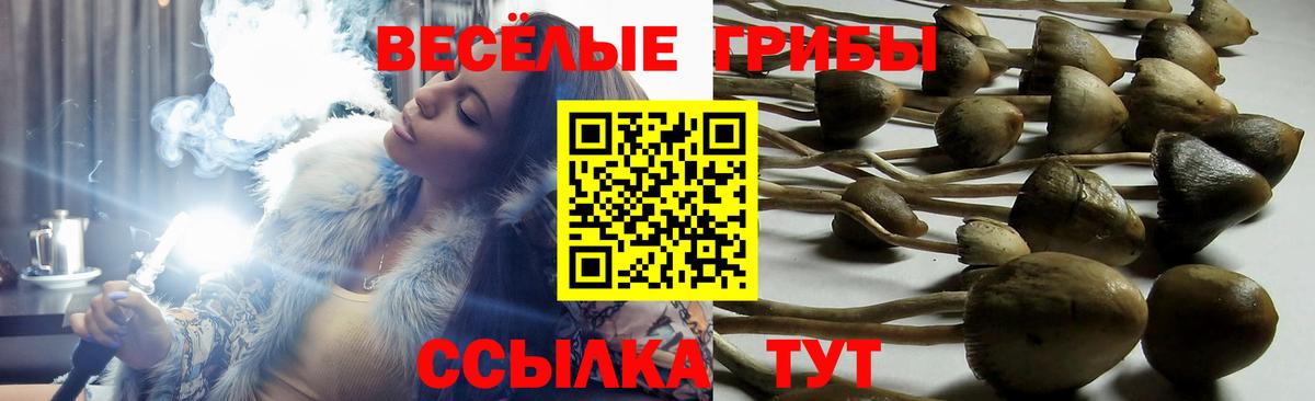 Вязьма  Псилоцибиновые грибы MAGIC MUSHROOMS  Вход с VPN 
